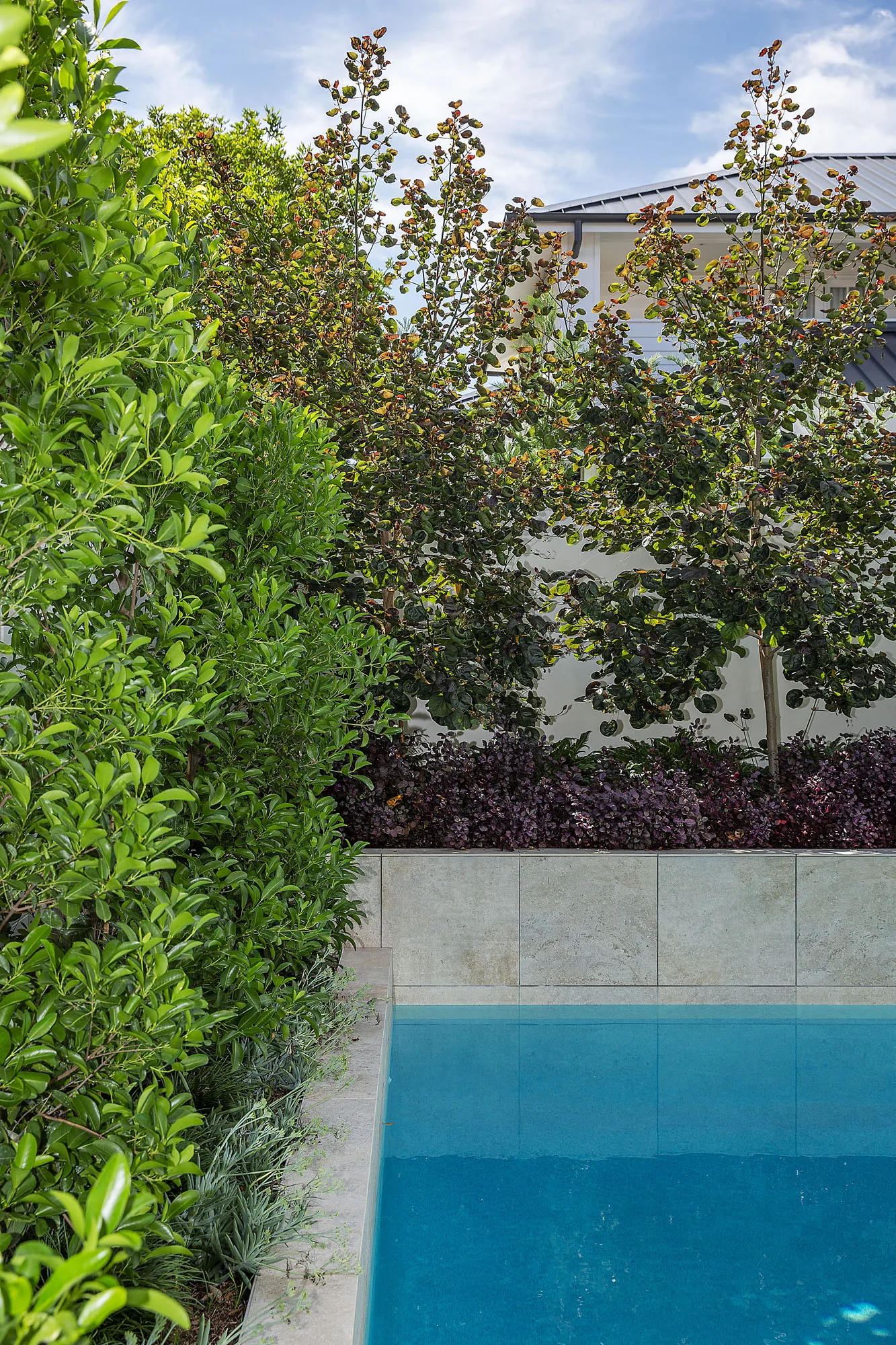 Narrow courtyard pool bordered by a clipped hedge wall, with pavers stepping through lawn to a garden pergola