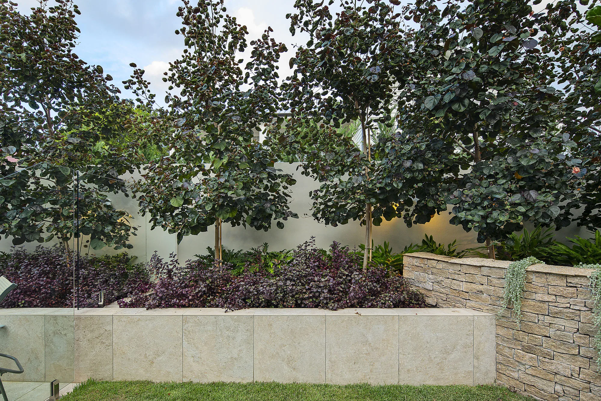 Row of clipped standard trees underplanted with dark foliage against a rendered stone-clad boundary wall