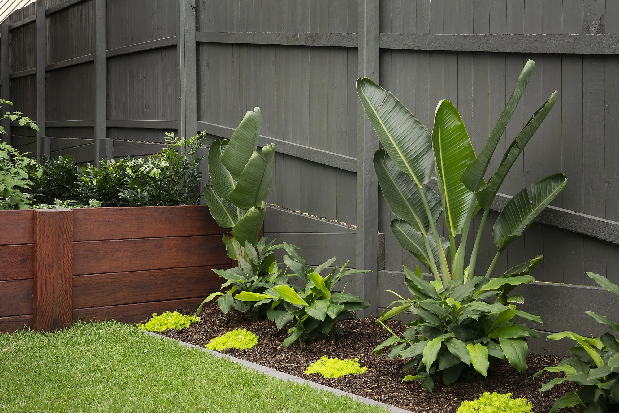Retaining wall garden bed planted with native grasses and ferns, dark timber paling fencing behind