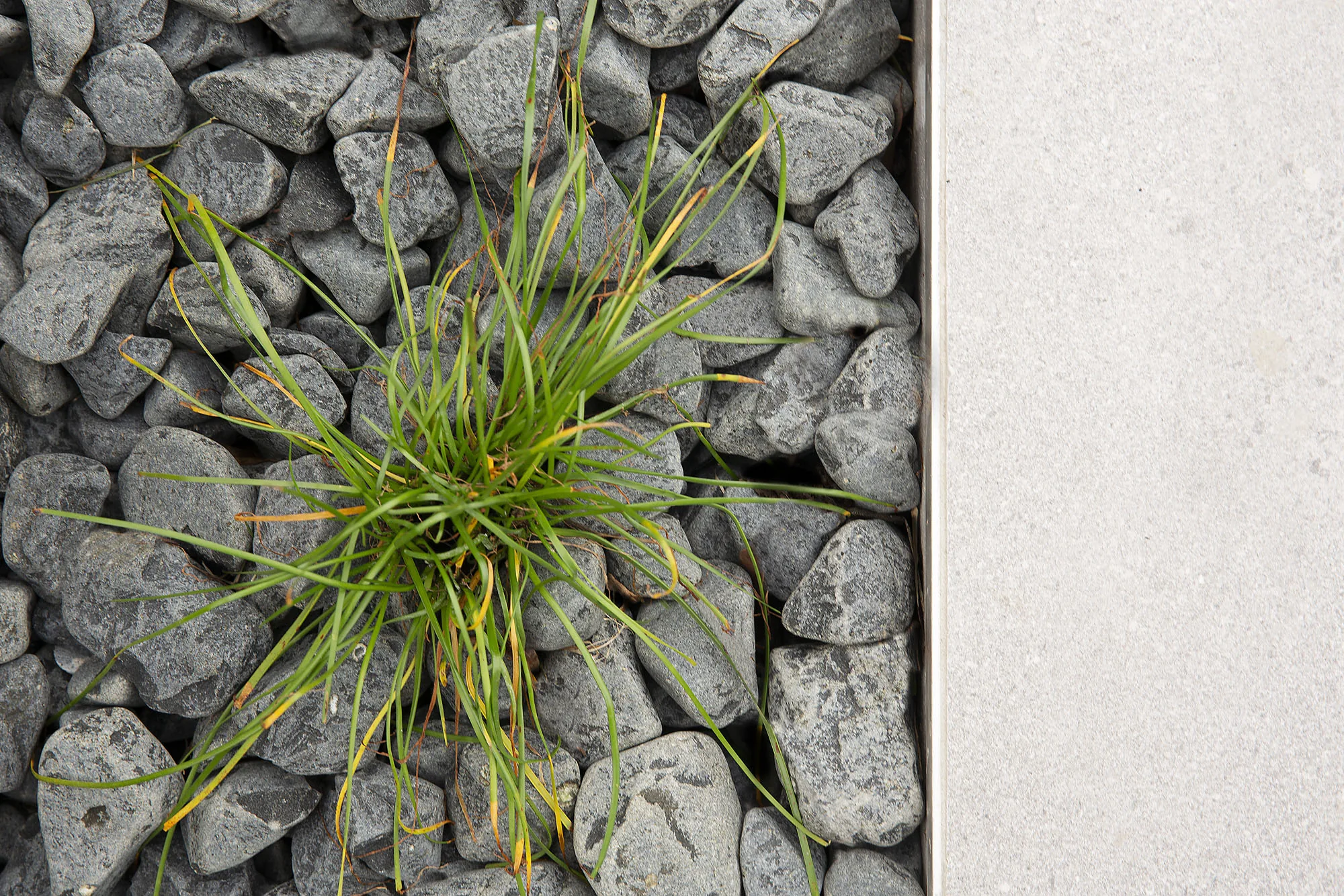 Close view of a gabion stone wall planted with native grass tussocks beside a paved path