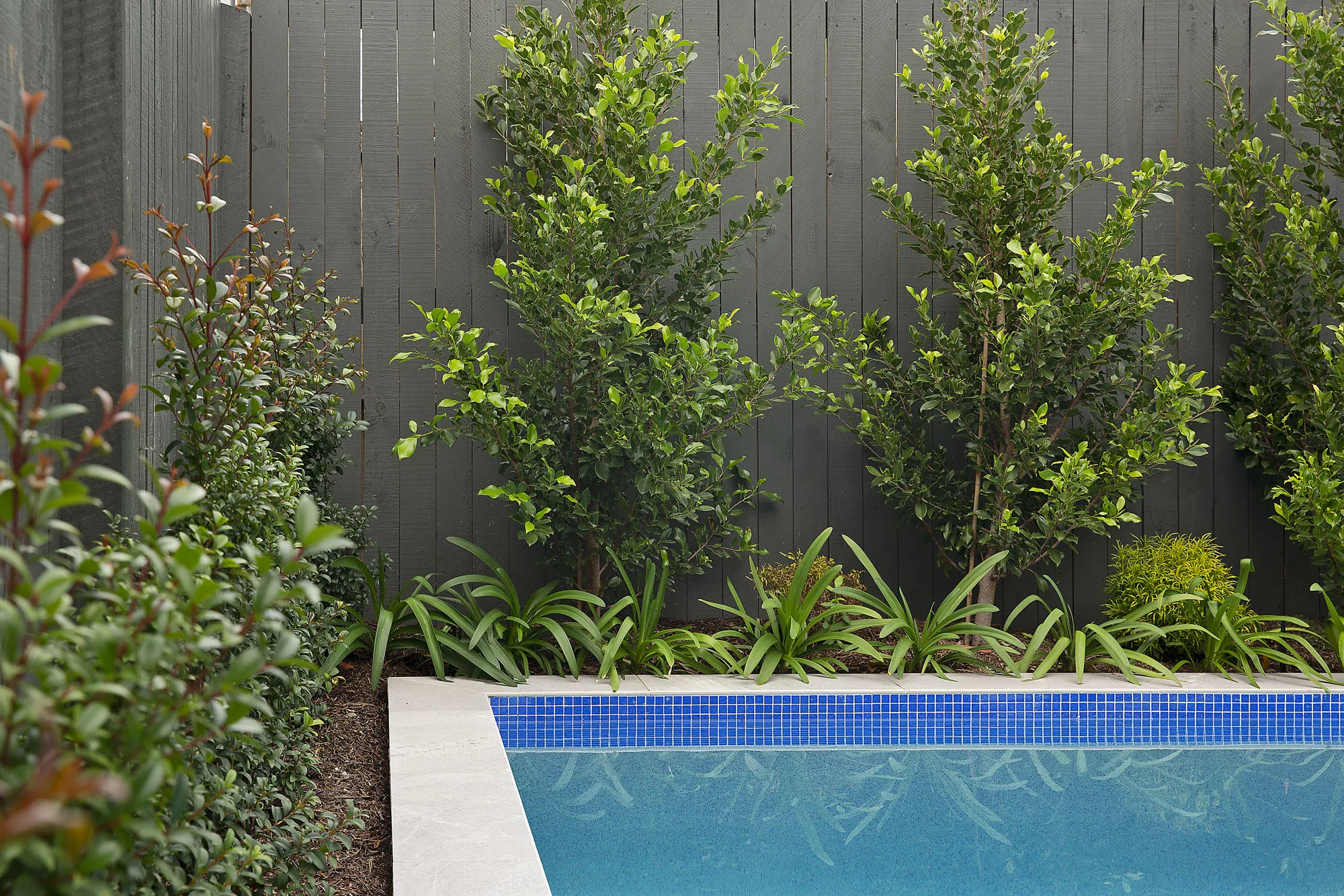 Native strappy planting and shrubs along a dark timber fence beside a blue pool tile edge