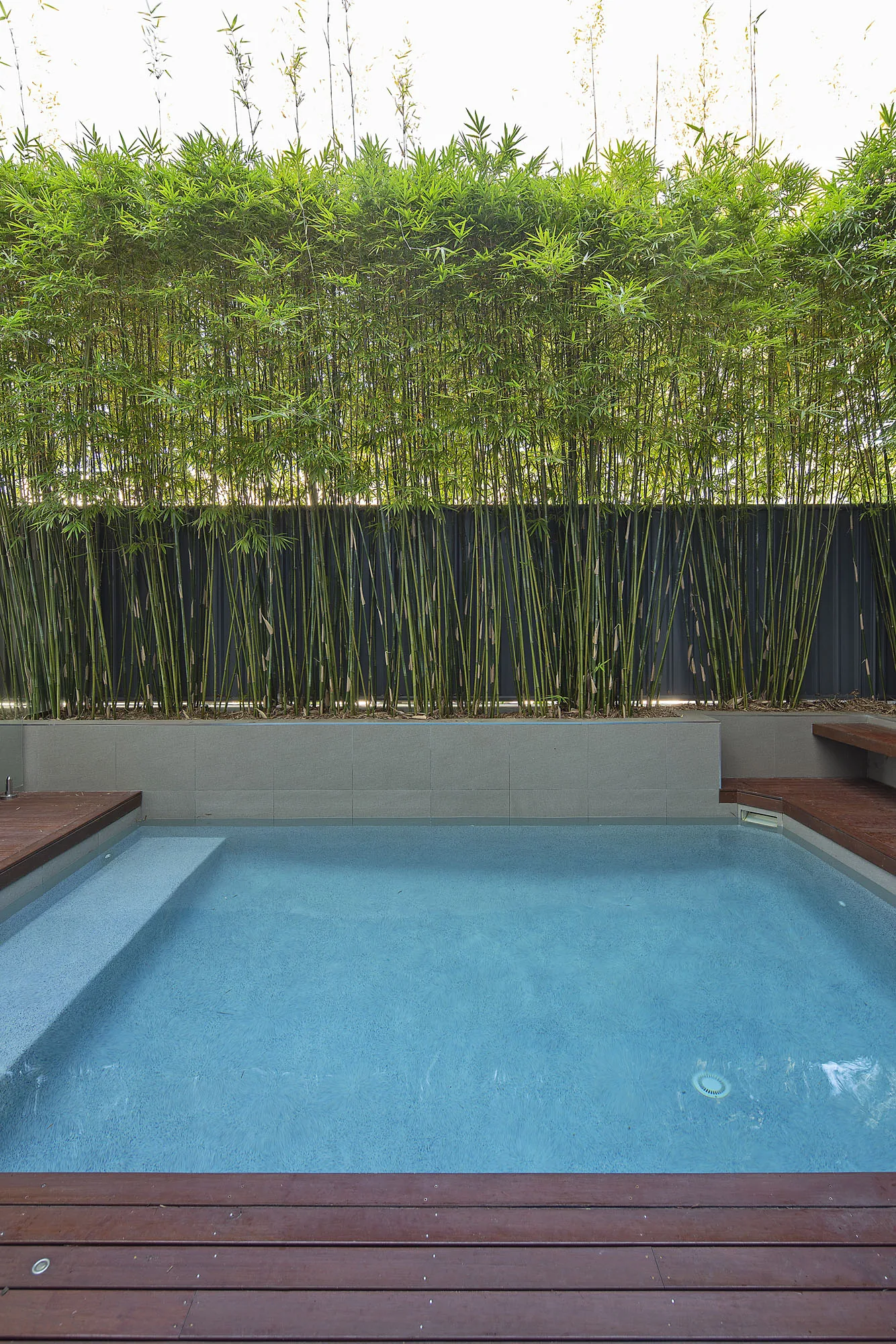Small rectangular plunge pool on ironbark decking backed by a dense bamboo privacy screen