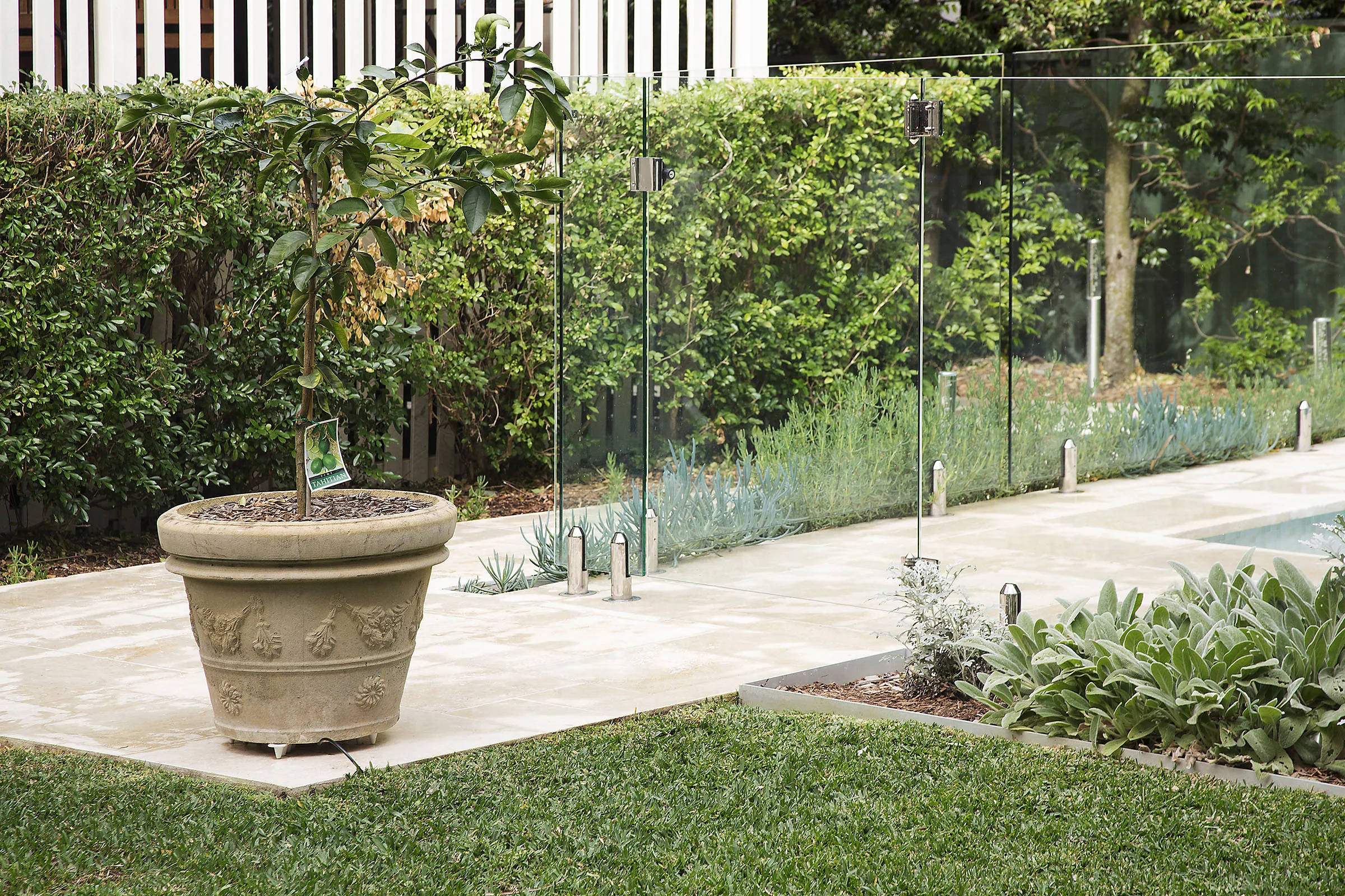 Wide lawn panel and travertine terrace with a potted standard tree beside the pool