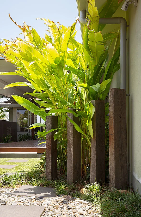 Backlit row of bromeliads against a timber boundary fence